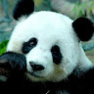 Meet your Posher, Hunter